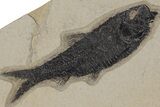 Shale With Three Fossil Fish (Knightia) - Wyoming #211238-1